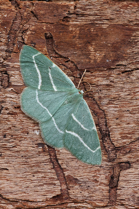 Hylaea fasciaria?