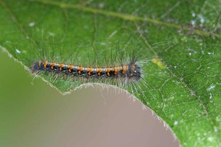 Allevamento bruchi Lasiocampa quercus