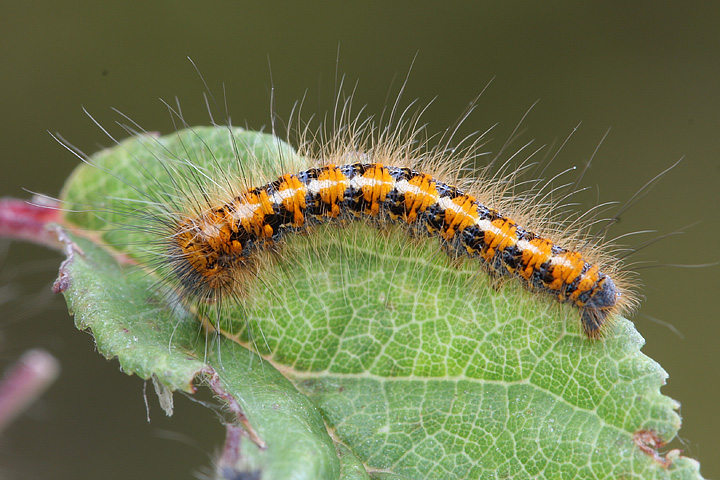 Allevamento bruchi Lasiocampa quercus