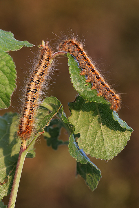 Allevamento bruchi Lasiocampa quercus