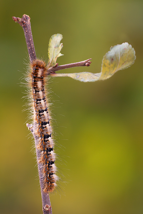 Allevamento bruchi Lasiocampa quercus