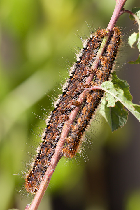 Allevamento bruchi Lasiocampa quercus