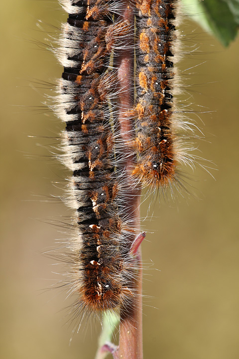 Allevamento bruchi Lasiocampa quercus