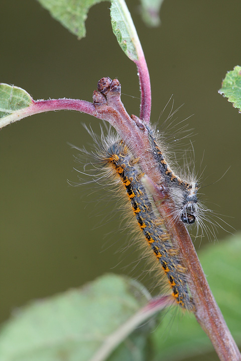 Allevamento bruchi Lasiocampa quercus