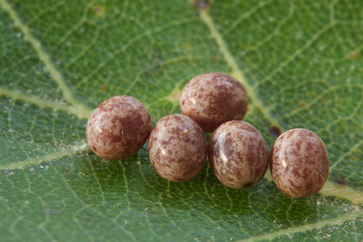 Allevamento bruchi Lasiocampa quercus