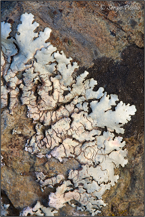 Xanthoparmelia tinctina ?