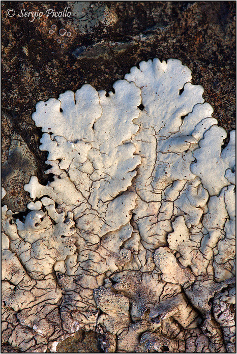 Xanthoparmelia tinctina ?