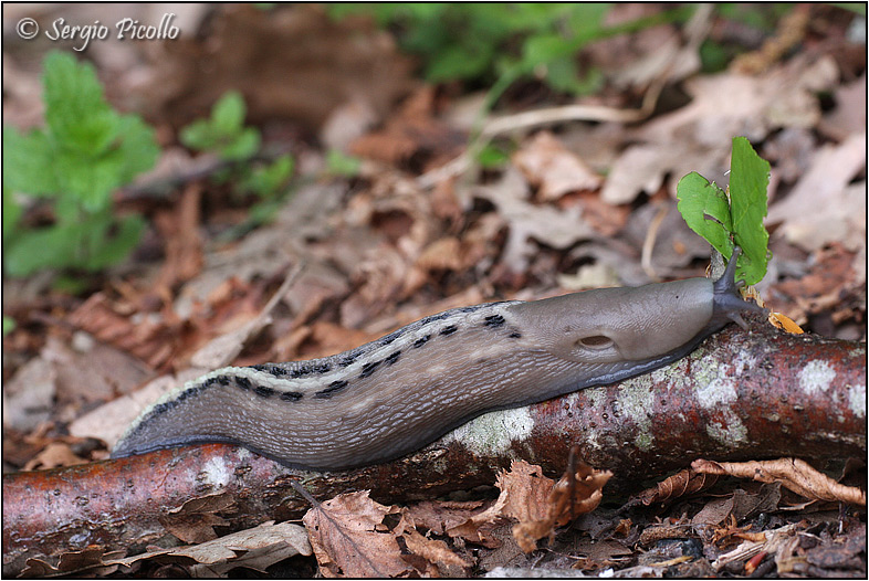 Limax aldrovandi Moquin-Tandon 1855 dal Val Pessola (PR)