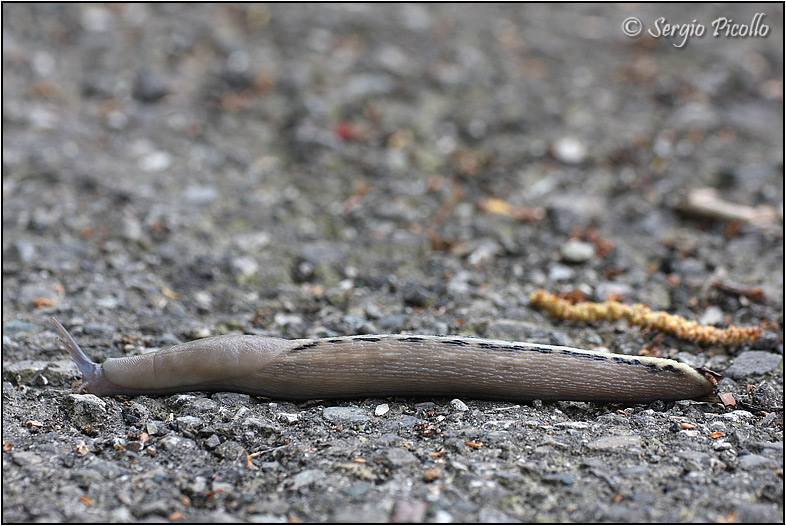 Limax aldrovandi Moquin-Tandon 1855 dal Val Pessola (PR)