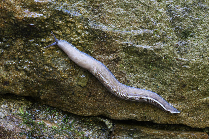 Limax aldrovandi Moquin-Tandon 1855 dal Monte Molinatico (PR)