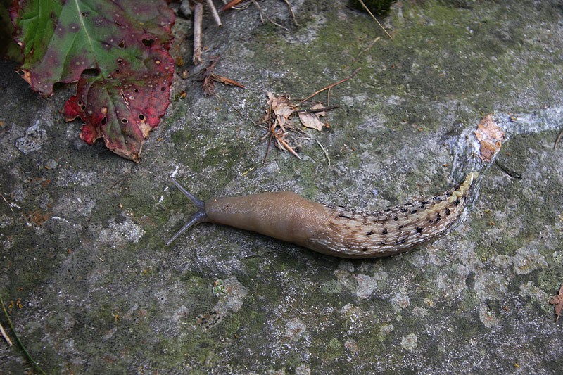 Limax tipo Marradi dal Alta Val Cedra - Appennino Parmense