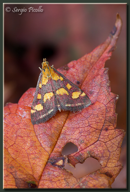 Pyrausta purpuralis