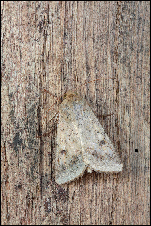 Xanthia ruticilla? - No, Helicoverpa armigera