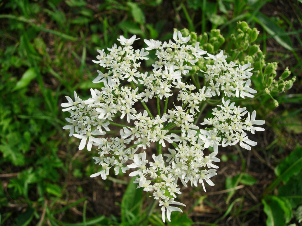 Qualcuno riesce a determinarla? Tordylium apulum?
