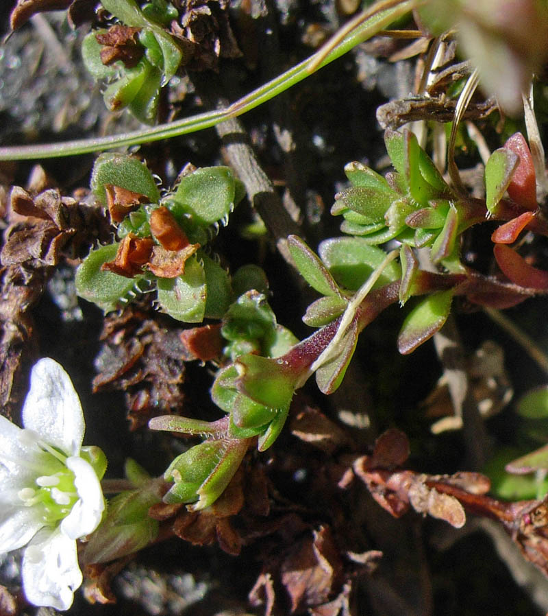 Arenaria gothica ssp. moehringioides/Arenaria moehringioide