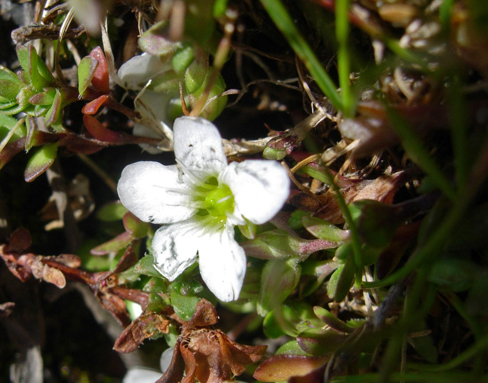 Arenaria gothica ssp. moehringioides/Arenaria moehringioide