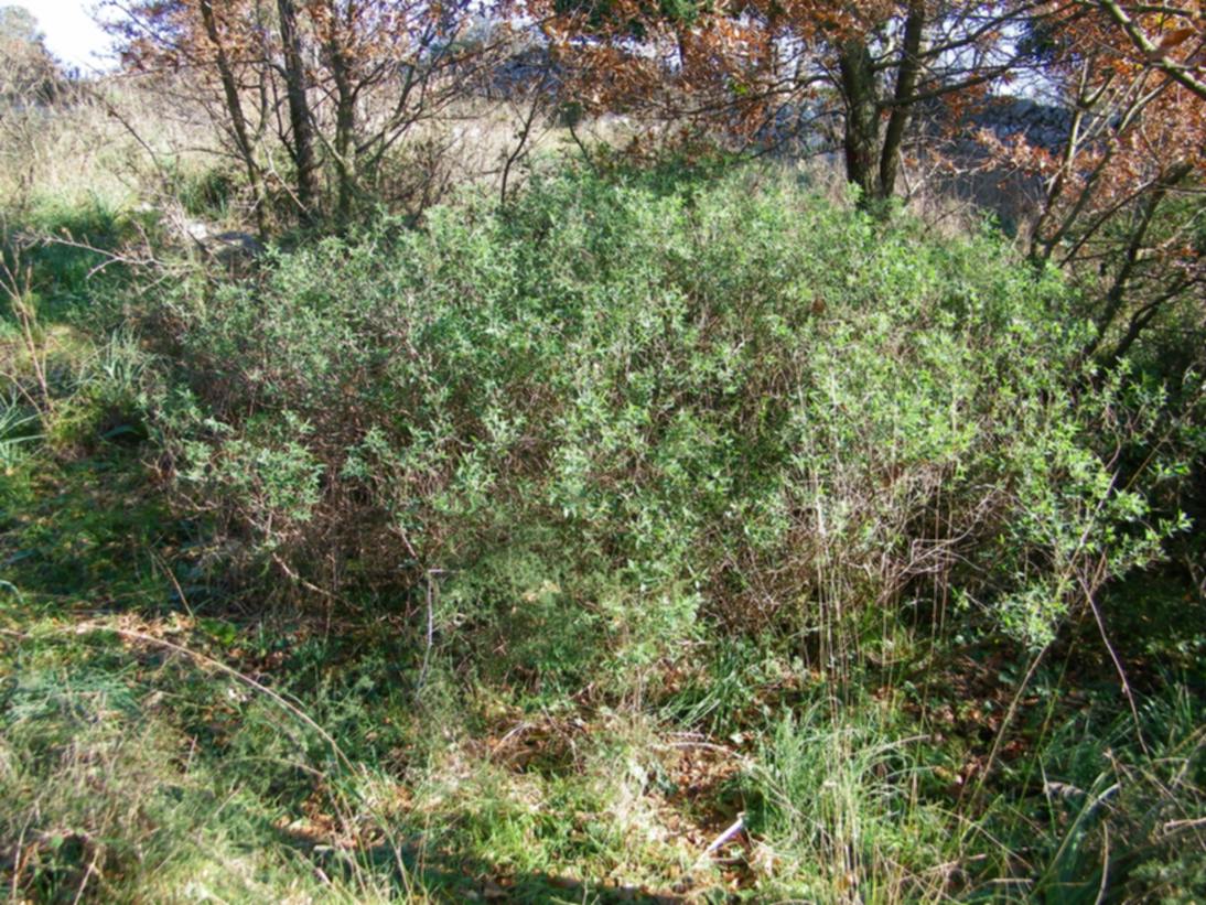 Arbusto in bosco di fragno - Anagyris foetida