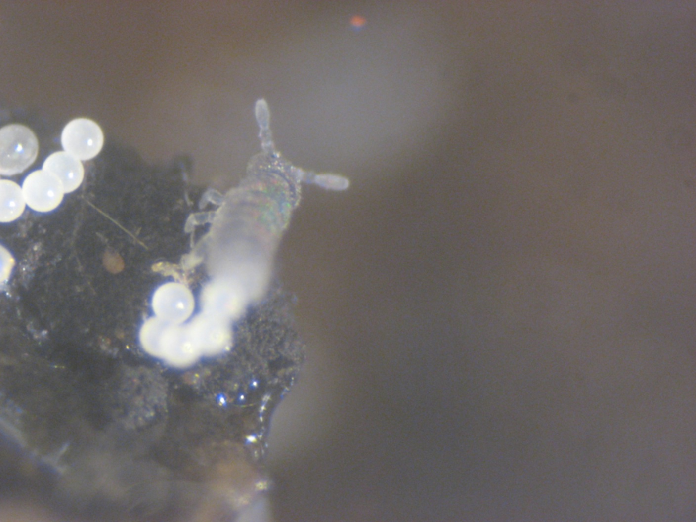 Collemboli, forse Isotomidae