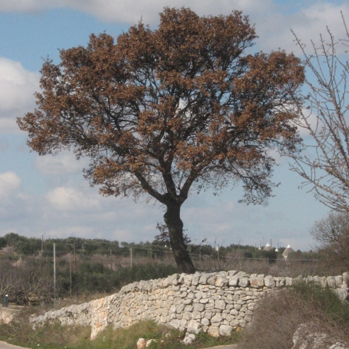 Foglie di cerro e roverella