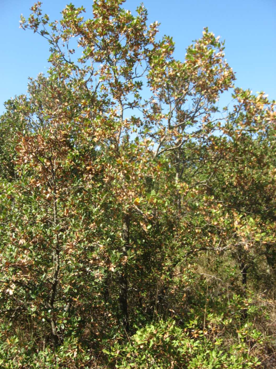 Resistenza di roverella e fragno alla siccità