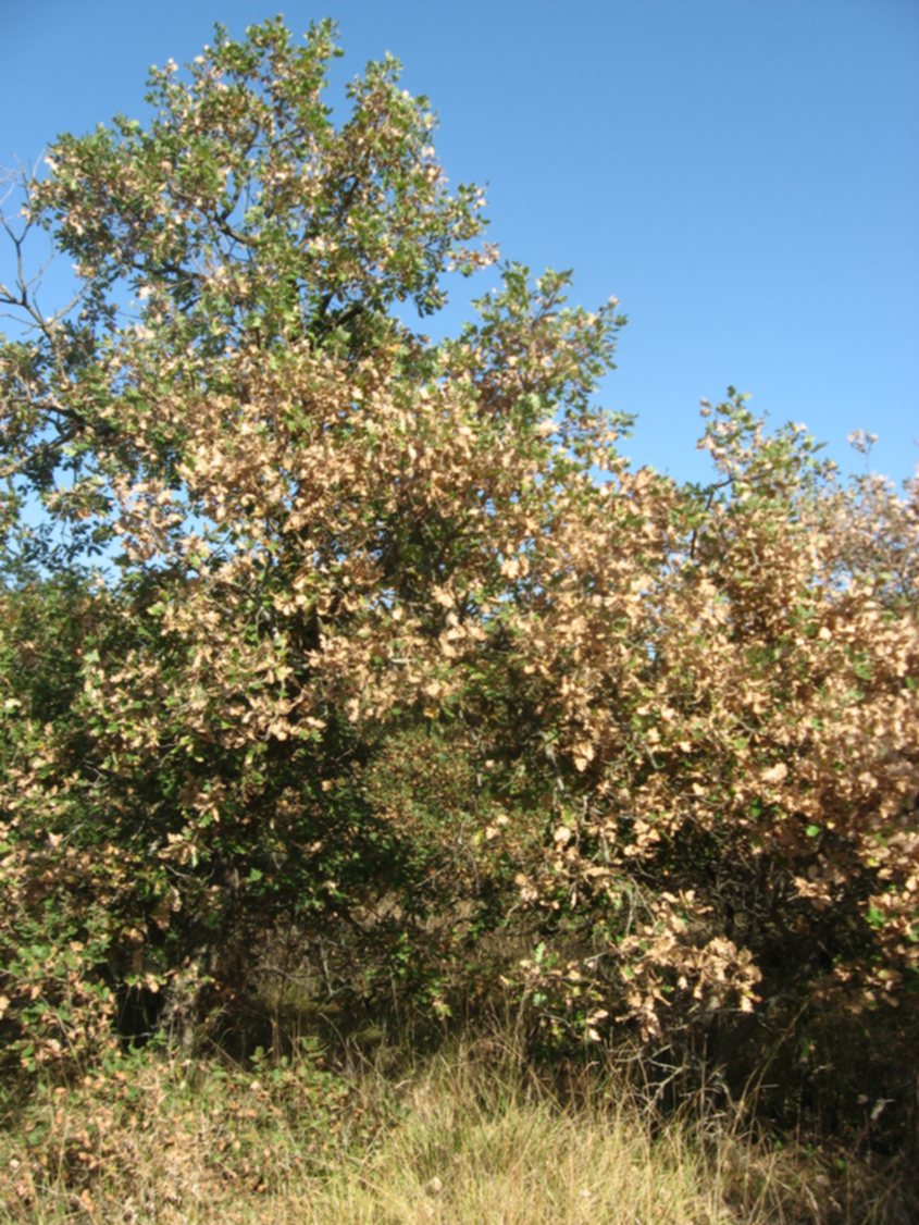 Resistenza di roverella e fragno alla siccità