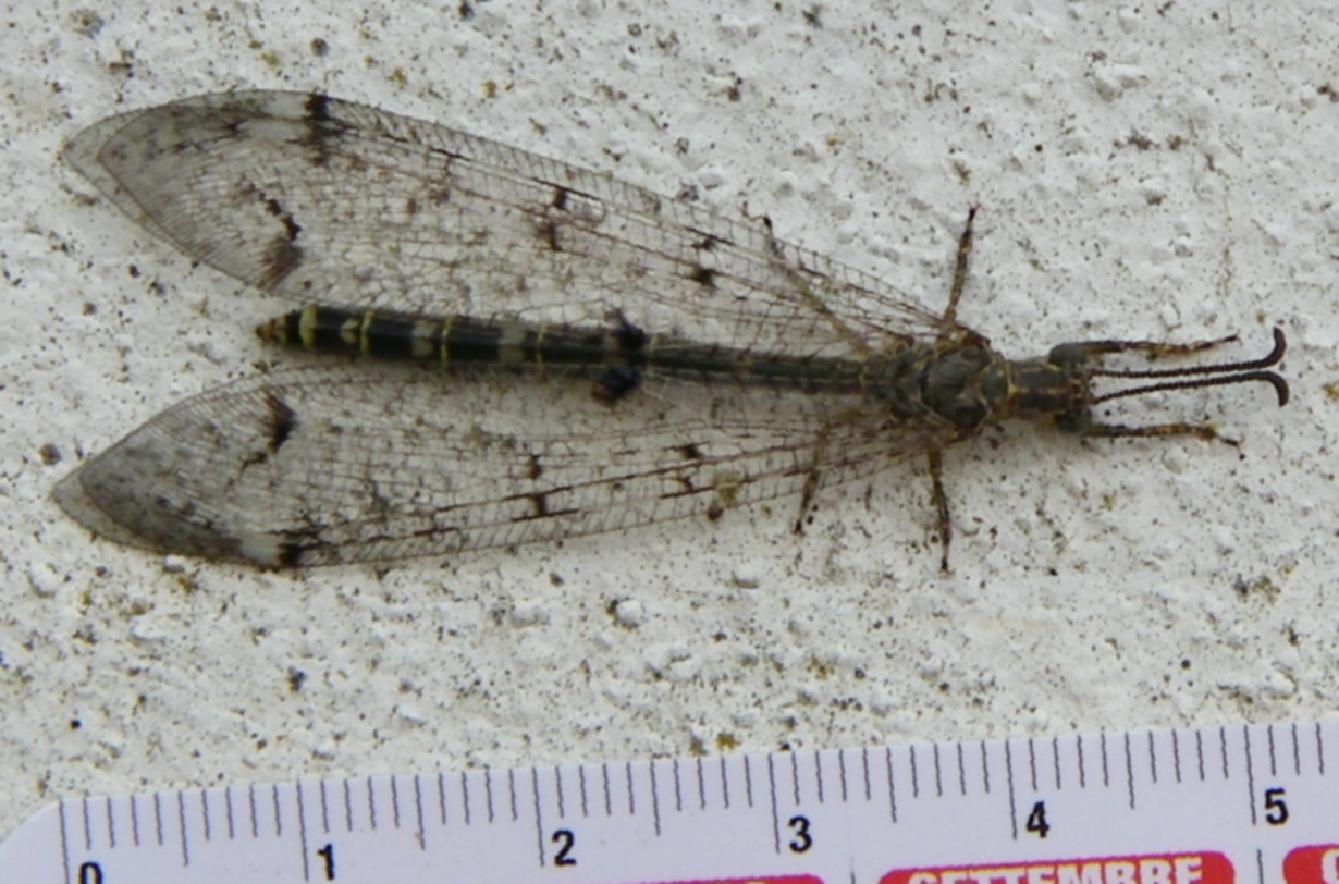 Distoleon tetragrammicus