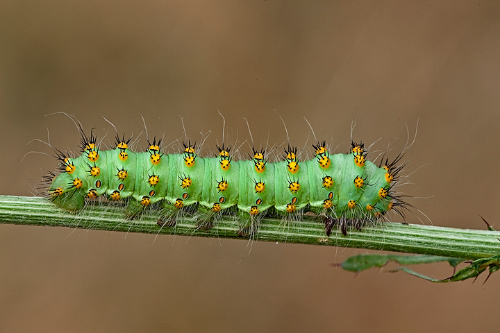 Identificazione - Saturnia (Eudia) pavoniella