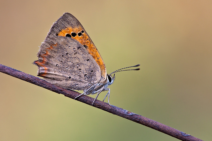 Identificazione - Lycaena phlaeas