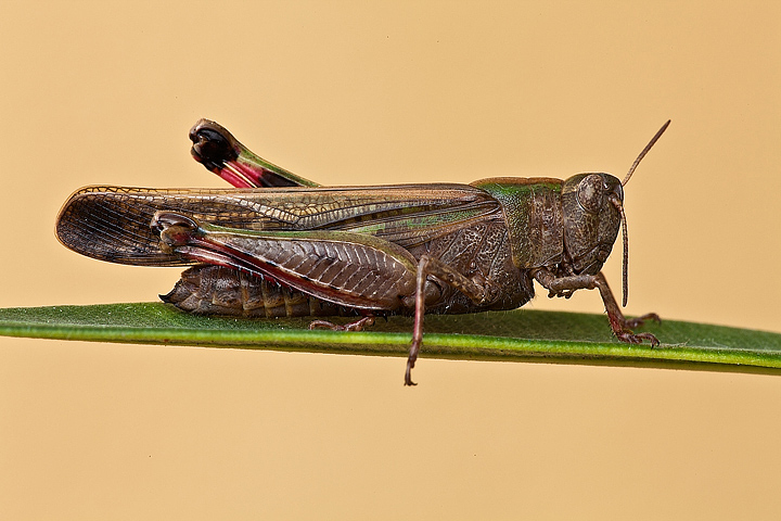 Identificazione