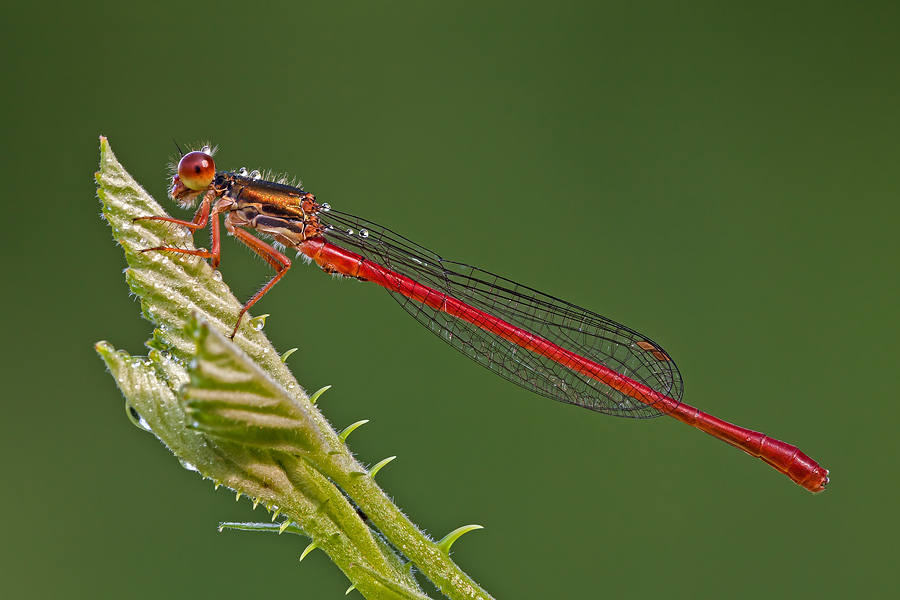 maschio Ceriagrion tenellum