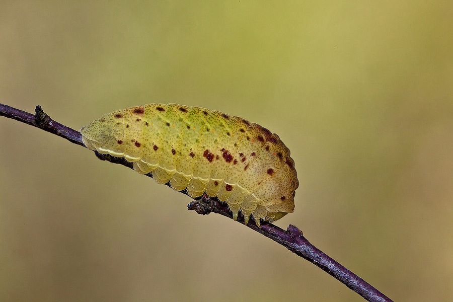 Perch?
