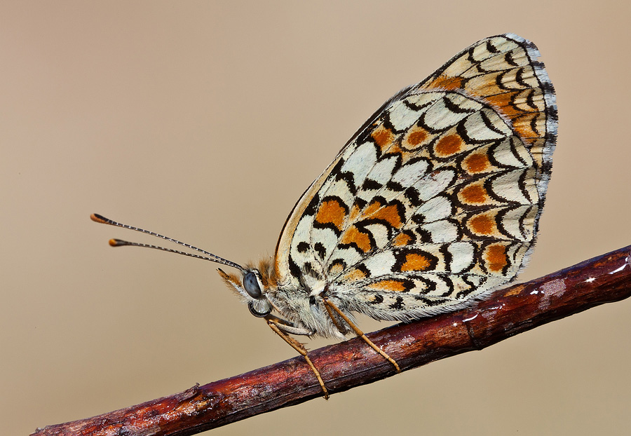 Identificazione - Melitaea phoebe