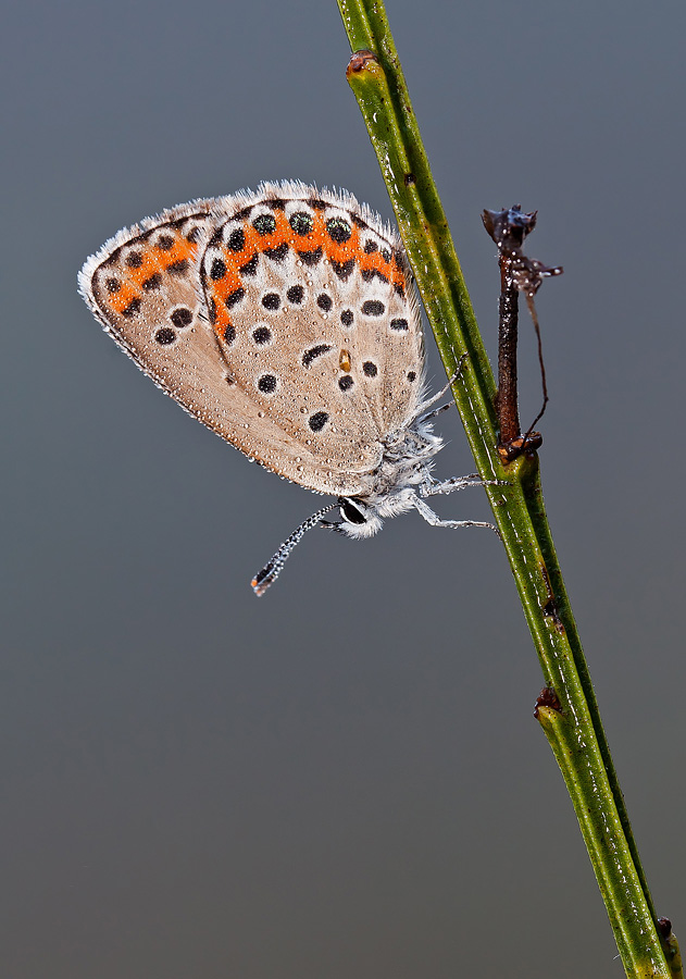 Identificazione