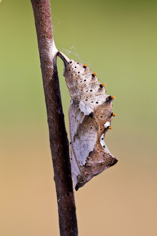 Identificazione