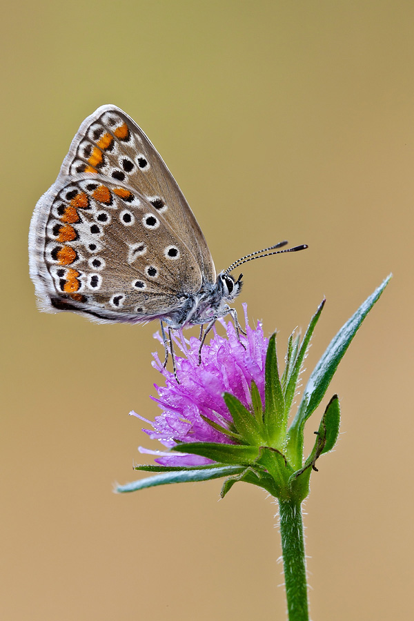 Identificazione