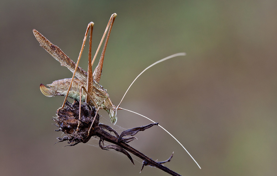 Tylopsis liliifolia