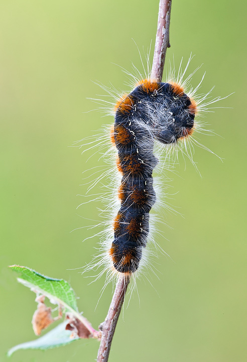 Identificazione - Eriogaster lanestris