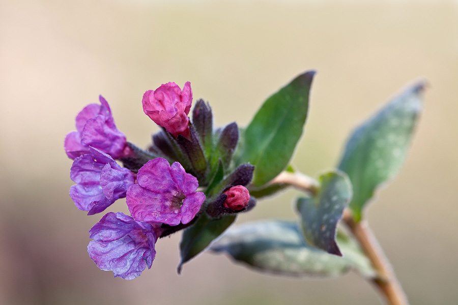 Identificazione - Pulmonaria sp.