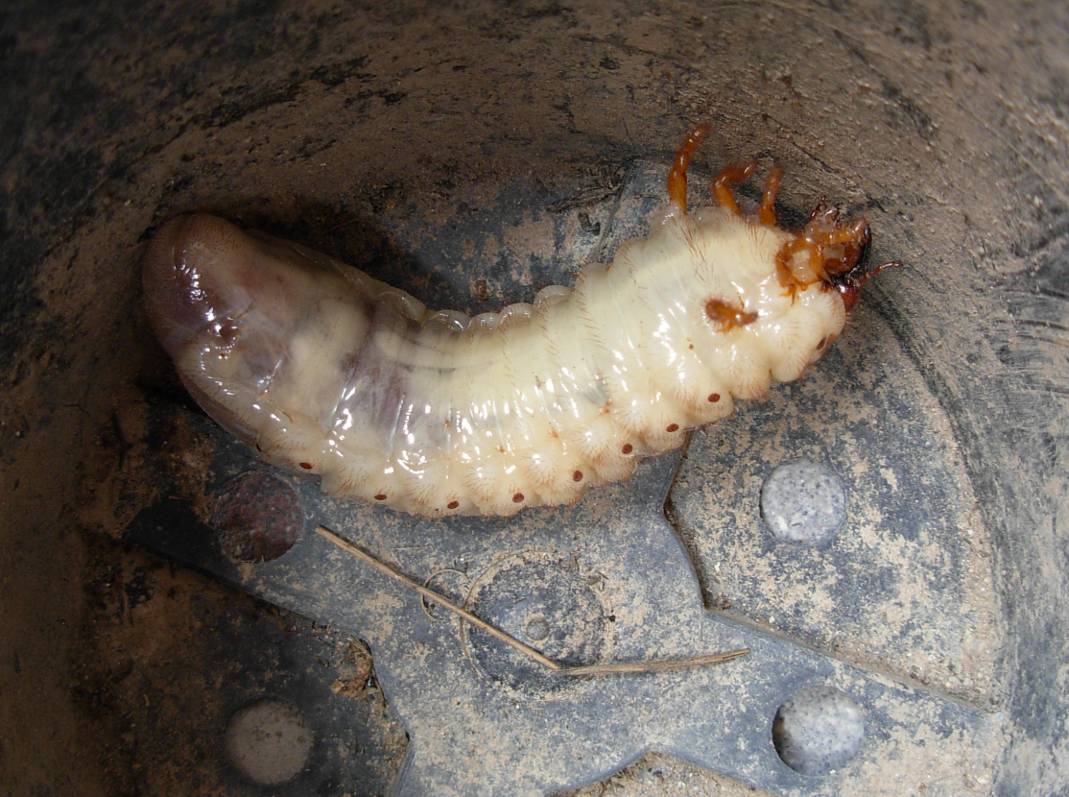 Grossa Larva: larva matura di Oryctes nasicornis