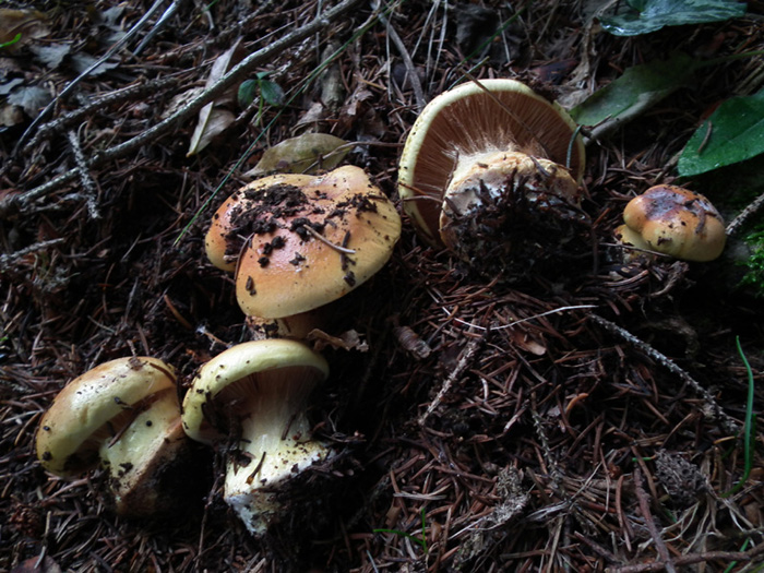 Foto di Cortinarius n. 2