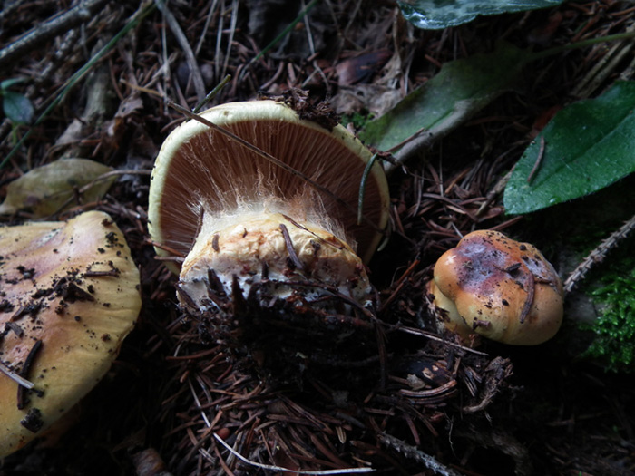 Foto di Cortinarius n. 2