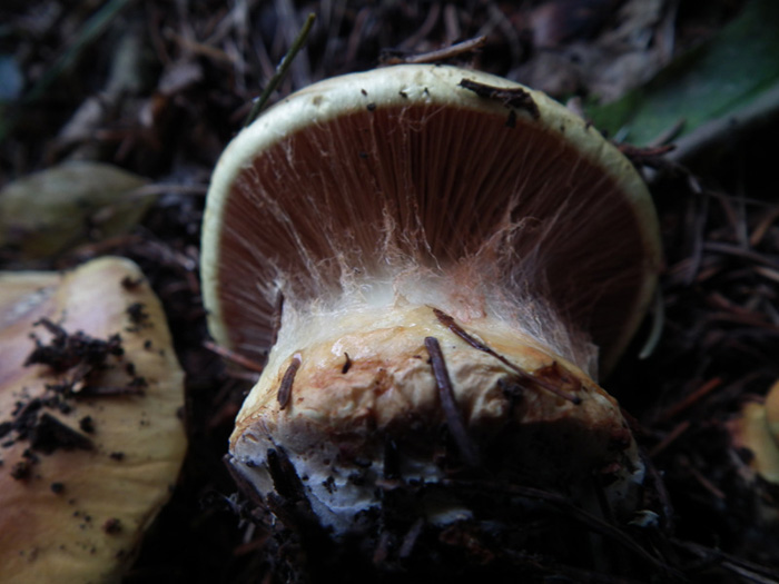 Foto di Cortinarius n. 2