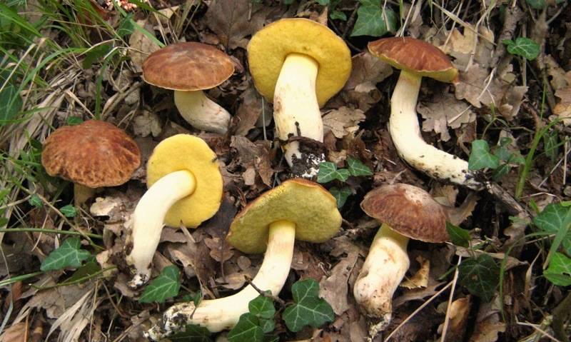 Trovati nella cerreta di Goriano Sicoli AQ 19.6.11