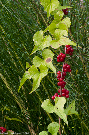 Tamus communis