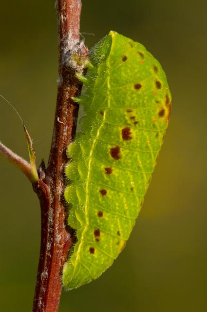 Bruco da indentificare : Iphiclides podalirius