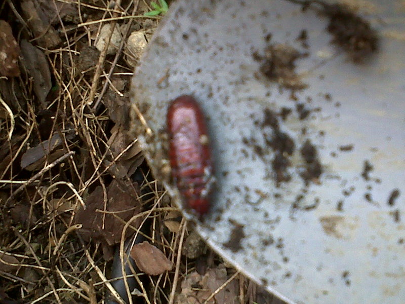 ???   pupa  ??  di chi  ??