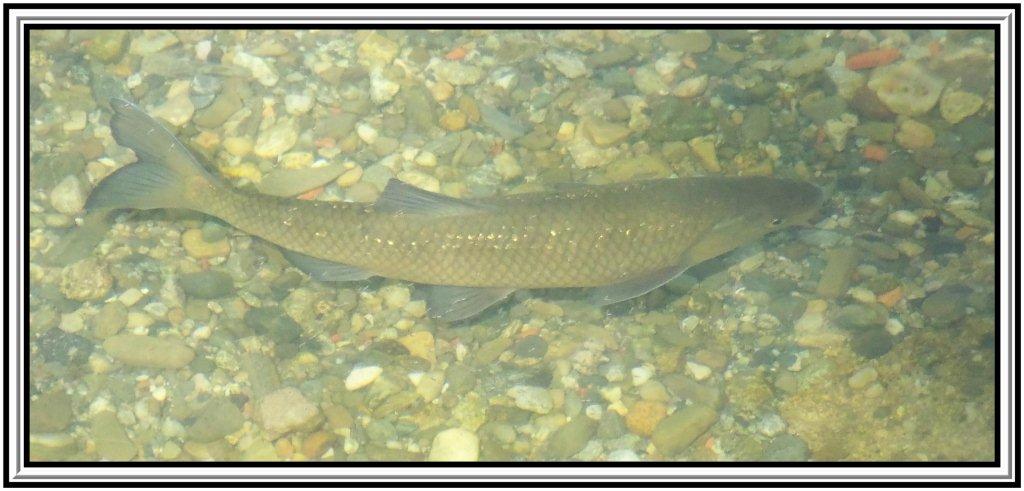 Richiesta identificazione ?