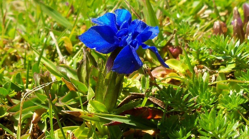 Gentiana verna
