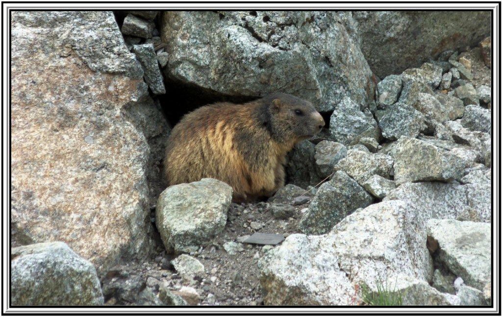 Marmotte, marmotte e ancora marmotte !!!