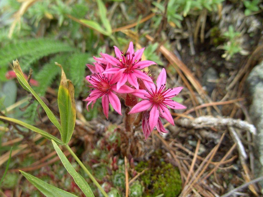 Micro  Gite